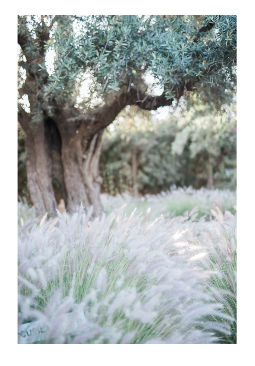 Skärmklipp 2020-06-04 09.21.29 olivträd i Marrakech